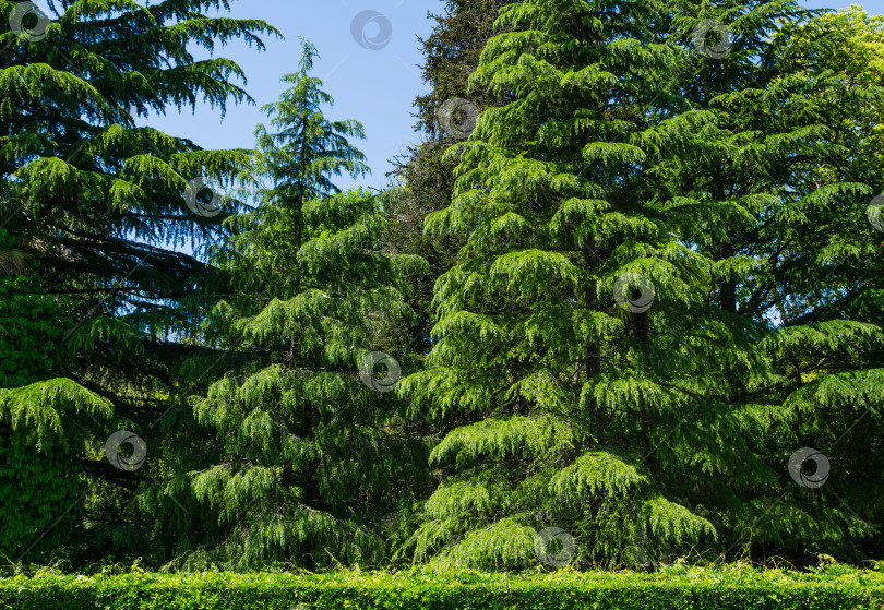 Скачать Красивые гималайские кедры (Cedrus Deodara, Деодар), растущие весной в парке южных культур дендрария в Сириусе (Адлер) Сочи. Выборочный фокус. Гималайский кедр в красивом ландшафте фотосток Ozero