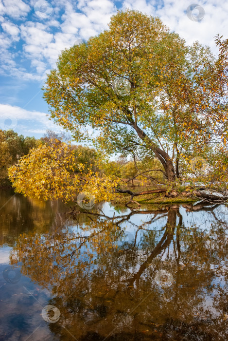 Скачать Красивый осенний пейзаж. Осенние деревья с желтой листвой отражаются в воде. фотосток Ozero