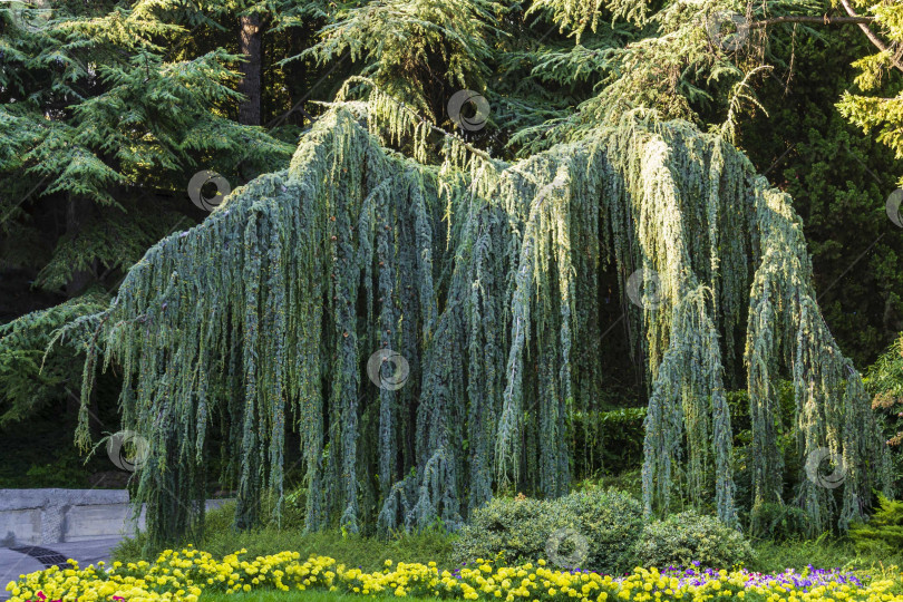 Скачать Пейзаж с величественным плакучим голубым атласским кедром (Cedrus atlantica Glauca Pendula) в парке Айвазовского Партенит, Крым. Крупный план. Солнечный осенний день. Концепция природы для дизайна. фотосток Ozero