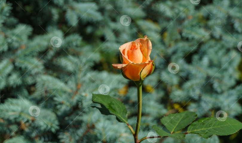 Скачать Изумительная нежно-оранжевая гибридная чайная роза Версилия. Крупный план красивого бутона розы на фоне размытой голубой ели. Природная концепция дизайна фотосток Ozero