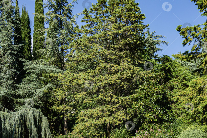 Скачать Кедр Атлантика Глаука и плакучий голубой атласский кедр (Cedrus atlantica Glauca Pendula) в ландшафтном парке Парадайз в Крыму. Санаторий Айвазовского в Партените. Вечнозеленые кипарисы растут повсюду. фотосток Ozero