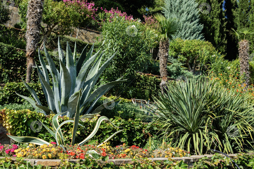 Скачать Американская агава (Agave americana) - вид рода агав, подсемейства агавовых, семейства спаржевых в ландшафте парка Парадайз в Партените. Агава среди вечнозеленых растений и пальм. Крупный план. Маргината. фотосток Ozero