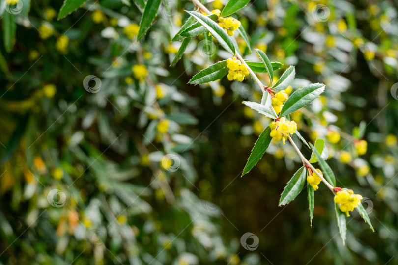 Скачать Цветущий куст барбариса Berberis soulieana с узкими вечнозелеными листьями и желтыми цветами.  Раскидистый ажурный кустарник в весеннем дендрарии Парка южных культур в Сириусе (Адлер) Сочи. фотосток Ozero