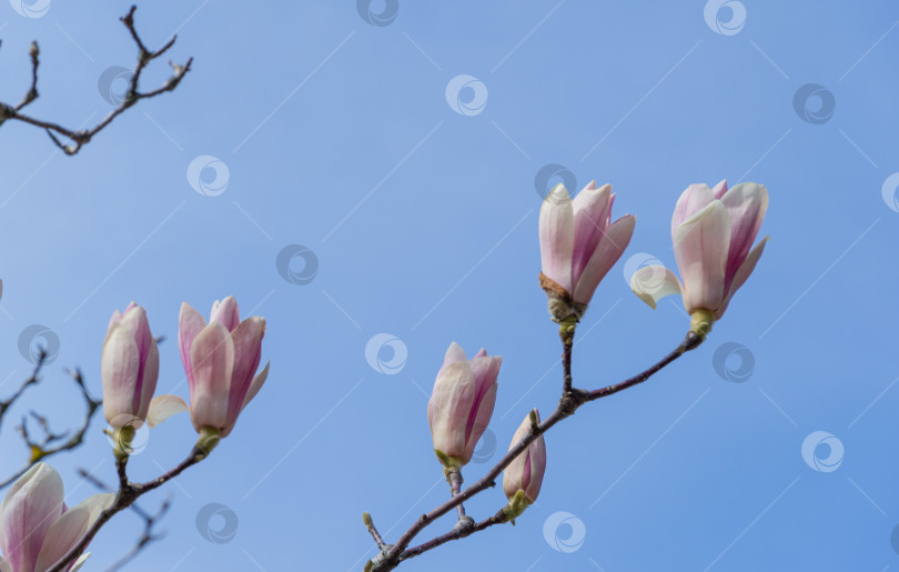 Скачать Красивая ветка розово-белой магнолии Soulangeana Alexandrina на фоне голубого неба в весеннем дендрарии Парка южных культур в Сириусе (Адлер) Сочи. Выборочный фокус крупным планом фотосток Ozero