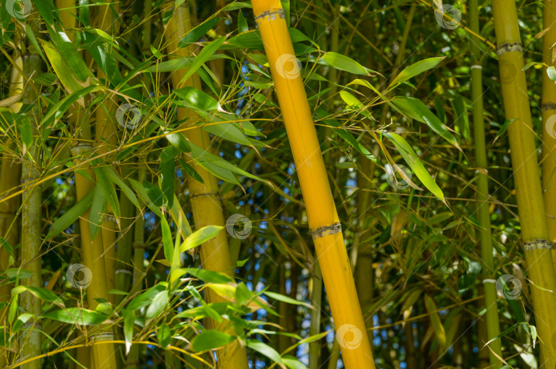 Скачать Крупный план желтых стволов золотого бамбука Phyllostachys aureosulcata 'Aureocaulis' в дендрарии Парка южных культур в Сириусе (Адлер). Прекрасная тема для любого дизайна. Выборочный фокус фотосток Ozero