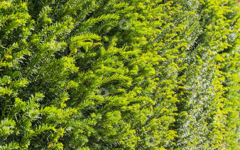 Скачать Крупный план зеленой листвы тиса Taxus baccata (английский тис, европейский тис) в вечнозеленой живой изгороди вокруг зоны отдыха в общественном ландшафтном городском парке Краснодара или парке Галицкого солнечной осенью 2021 года фотосток Ozero