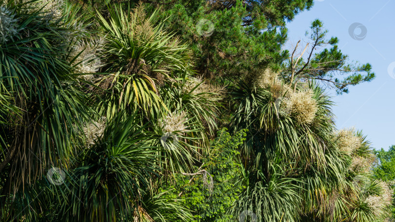 Скачать Цветущий Cordyline australis, широко известный как капустное дерево или капустная пальма. Белое соцветие пальмы Cordyline australis в дендрарии Парка южных культур в Сириусе (Адлер) Сочи. фотосток Ozero