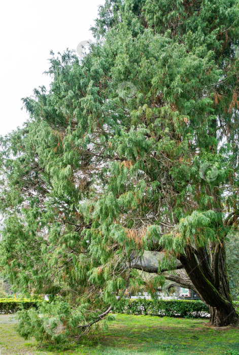 Скачать Большой старый кипарис Лоусона (Chamaecyparis Lawsoniana Filifera), известный как Порт-Орфордский кедр, белый или орегонский кедр, в весенний день в дендрарии Парка южных культур в Сириусе (Адлер). фотосток Ozero