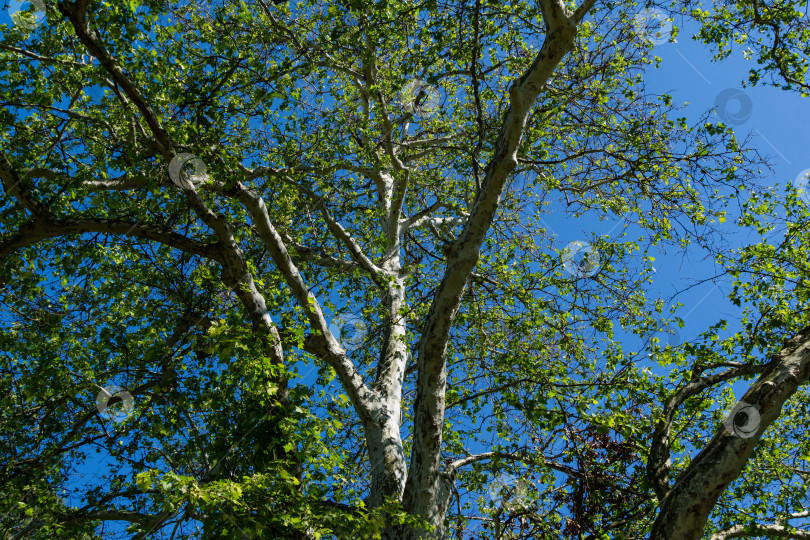 Скачать Красивый американский платан с мраморными листьями (Platanus occidentalis Variegata, Платановое дерево). Крупный план камуфляжного фона в дендрарии Парка южных культур в Сириусе (Адлер), Сочи. фотосток Ozero