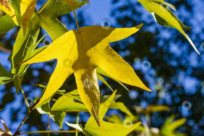 Скачать Желтый лист на ветке styraciflua Liquidambar, обычно называемой американской сладкой камедью (янтарное дерево), на размытом фоне листьев и голубого неба. Выборочный фокус. Крупный план. Концепция природы для дизайна. фотосток Ozero