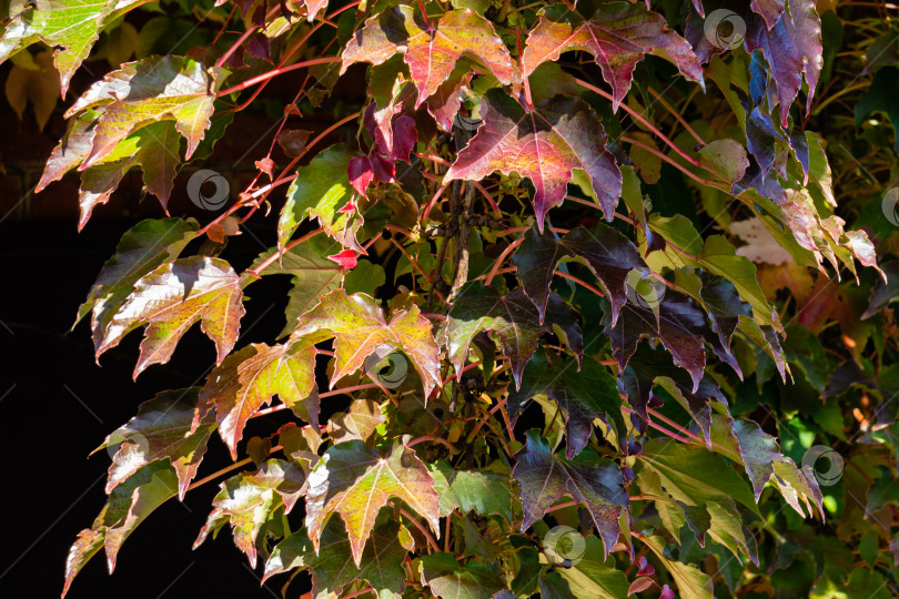 Скачать Листья японского плюща закрывают кирпичную стену загородного дома. Разноцветные листья Parthenocissus tricuspidata 'Veitchii' или бостонского плюща, виноградного плюща, японского плюща или японской лианы. Природная концепция дизайна. фотосток Ozero