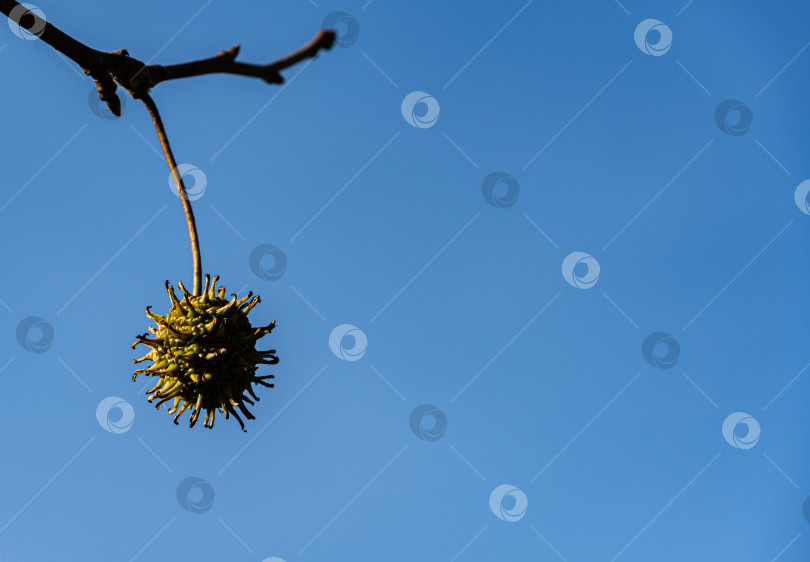 Скачать Семена Liquidambar styraciflua, янтарное дерево на фоне голубого неба. Выборочный фокус. Крупный план. Концепция природы для дизайна. фотосток Ozero