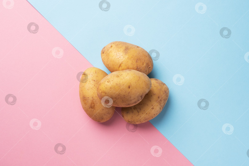 Скачать Сырые клубни картофеля на розовом и голубом фоне. фотосток Ozero