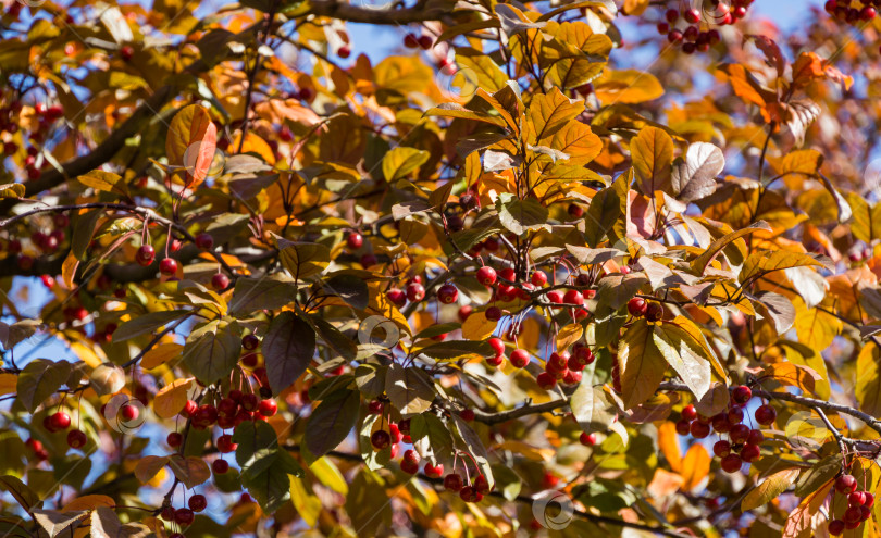 Скачать Множество мелких красных яблок сибирского крабовидного яблока (Malus baccata) на солнечном фоне осенних листьев в общественном ландшафтном городском парке Краснодара или парке Галицкого. Выборочный фокус. фотосток Ozero