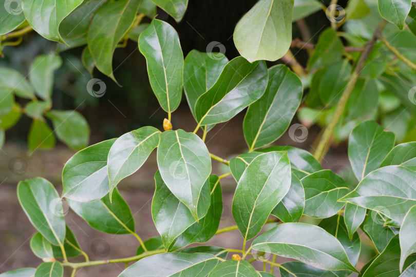 Скачать Блестящие вечнозеленые листья ложного камфорного дерева (Cinnamomum glanduliferum) или непальского камфорного дерева в весеннем дендрарии Парка южных культур в Сириусе (Адлер) Сочи. Прекрасная природа для любого дизайна фотосток Ozero