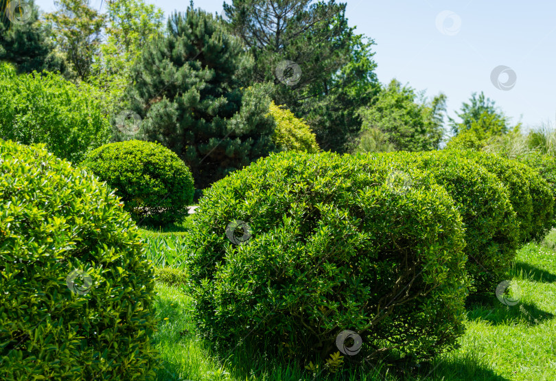 Скачать Срезанные вечнозеленые растения в шаре Euonymus japonicus Ovatus Aureus (вечнозеленое веретенце или японское веретено) в дендрарии Парка южных культур в Сириусе (Адлер) Сочи. фотосток Ozero