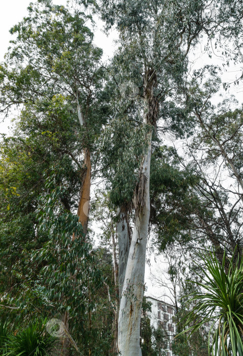 Скачать Прекрасный высокий старый эвкалипт или камедное дерево, растущее в дендрарии Парка южных культур в Сириусе (Адлер). Прекрасная природа для любого дизайна фотосток Ozero
