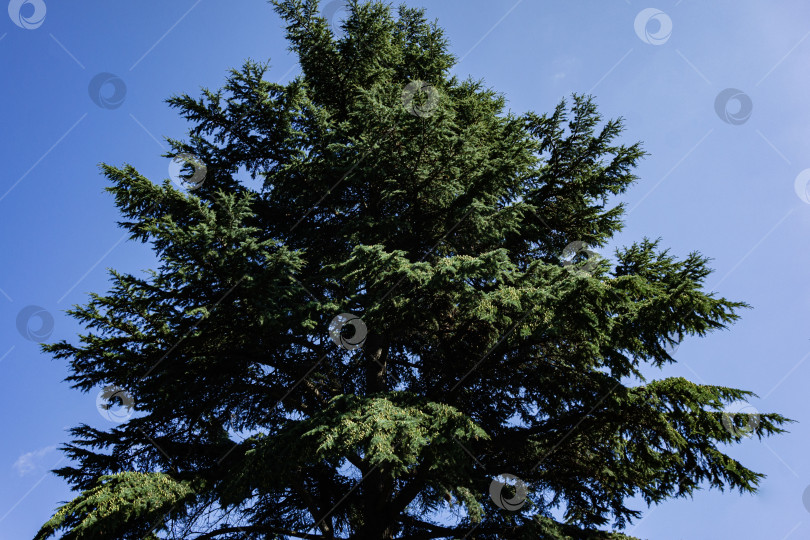 Скачать Cedrus Atlantica Glauca или Голубой атласский кедр. Крупное вечнозеленое кедровое дерево Атлас с шишками на ветвях. Селективный фокус. Ландшафтный парк Рай в Крыму. Санаторий Айвазовский. Алушта, сентябрь. фотосток Ozero