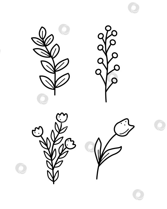 Скачать Набор полевых растений, луговой травы и цветов тюльпаны маки. Векторная иллюстрация каракулями. фотосток Ozero