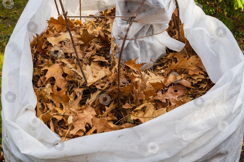 Скачать Укрытие инжира Ficus carica на зиму от заморозков. Вертикальная упаковка растения сухими дубовыми листьями. Укрытие защитным спанбондом или белой тканью агроспан, лутрасил. Есть место для текста фотосток Ozero