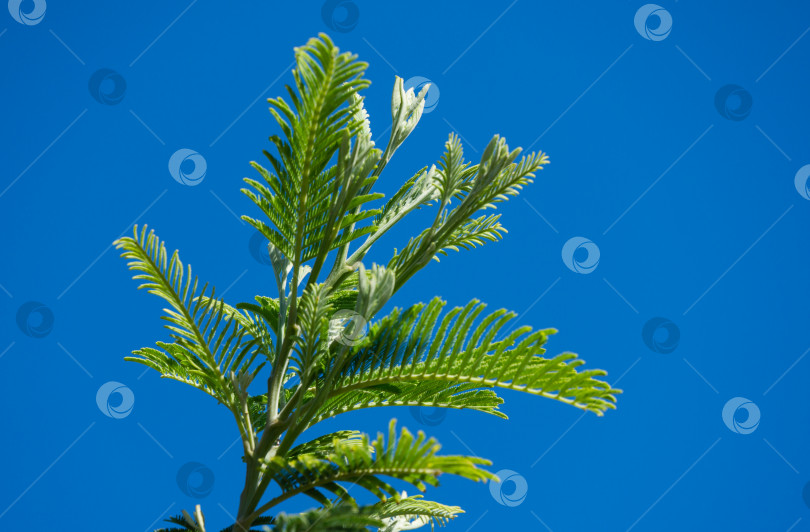 Скачать Новые зеленые листья мимозы Acacia dealbata (серебристая или голубая плетистая) на улице Адлер-Сочи. Ветка мимозы с изящной молодой листвой на фоне голубого неба. Прекрасный весенний фон для дизайна. фотосток Ozero