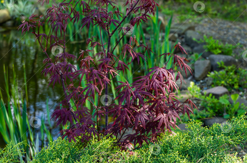 Скачать Японский клен Acer palmatum Atropurpureum на берегу красивого садового пруда. Молодые красные листья на размытом фоне зеленых растений. Весенний пейзаж, свежие обои, концепция фона природы фотосток Ozero