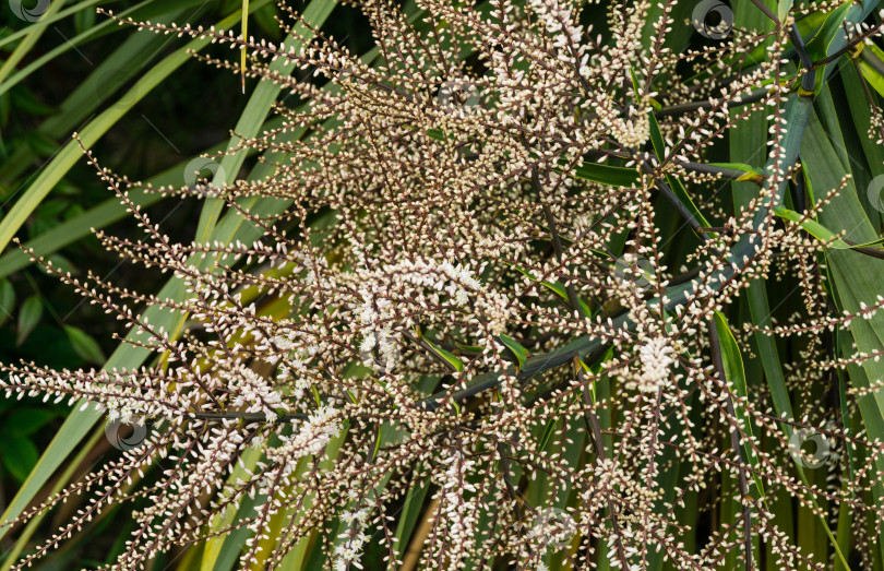 Скачать Цветущий Cordyline australis, широко известный как капустное дерево или капустная пальма. Крупный план белого соцветия с бутонами пальмы Cordyline australis на курорте Сочи. Место для текста фотосток Ozero