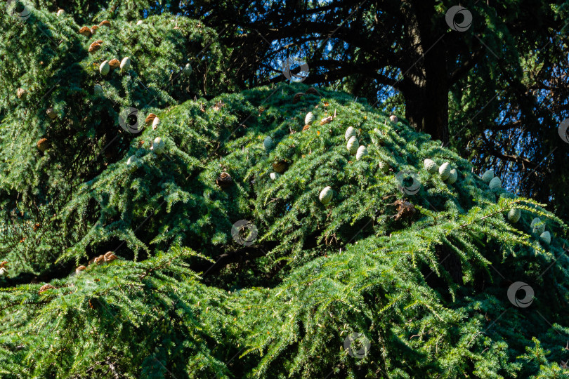 Скачать Cedrus Atlantica Glauca или кедр Голубой Атлас. Крупные зеленые свежие шишки на ветках кедра Атласского. Избирательный фокус. Ландшафтный парк Рай в Крыму. Санаторий Айвазовский. Алушта, Россия, сентябрь. фотосток Ozero