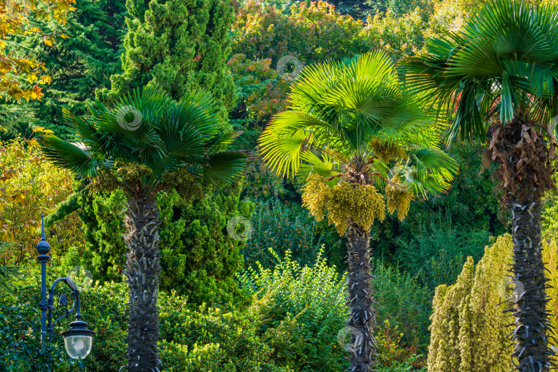 Скачать Китайские ветряные пальмы (Trachycarpus fortunei) или чусанские пальмы растут вдоль дорожек в ландшафтном парке "Рай Айвазовского" в Партените в Крыму. Огромные гроздья желтых плодов созревают под ажурными листьями. фотосток Ozero