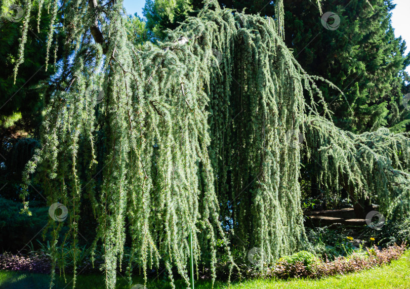 Скачать Величественный плакучий кедр Голубой Атлас (Cedrus atlantica Glauca Pendula) в ландшафтном парке Рай в Крыму. Выборочный фокус. Ветви крупным планом. Cedrus atlantica Glauca Pendula. Санаторий Айвазовского. фотосток Ozero