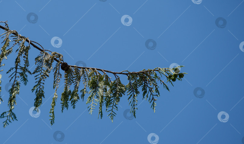 Скачать Ветвь плакучего кипариса Нутка (Cupressus nootkatensis Pendula) на фоне голубого неба.  Вечнозеленое хвойное дерево (Chamaecyparis или Xanthocyparis nootkatensis) на курорте Адлер фотосток Ozero
