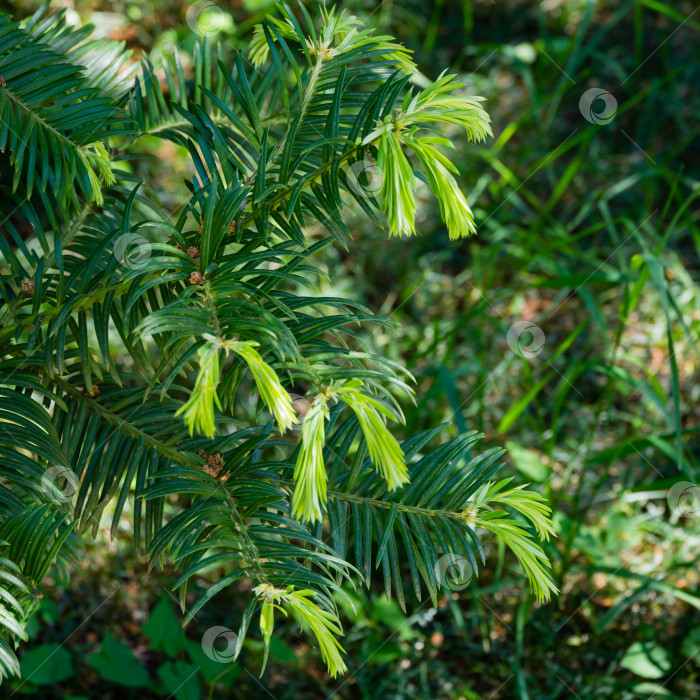 Скачать Китайская торрея (Torreya grandis) с новой ярко-зеленой листвой весной в дендрарии Парка южных культур в Сириусе (Адлер) Сочи. Крупным планом выборочно сфокусированные листья китайской торреи. фотосток Ozero