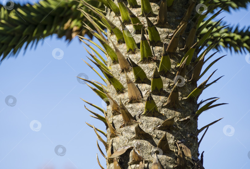 Скачать Колючий ствол араукарии араукана, обезьяньего дерева-головоломки, дерева с обезьяньим хвостом или чилийской сосны в ландшафтном городском парке Краснодара или парке Галицкого солнечной осенью 2021 года фотосток Ozero