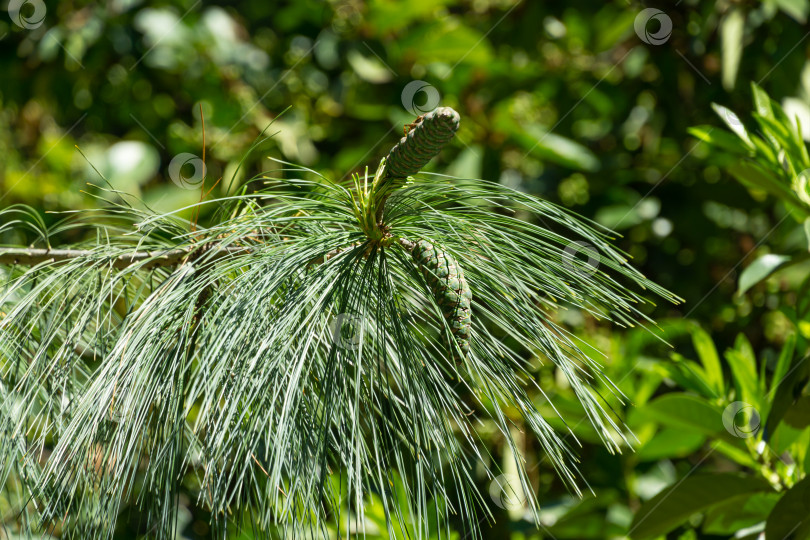 Скачать Зеленые шишки и хвоя гималайской сосны (Pinus wallichiana), известной как бутанская или голубая сосна. Солнечный день в весеннем дендрарии Парка южных культур в Сириусе (Адлер) Сочи. фотосток Ozero