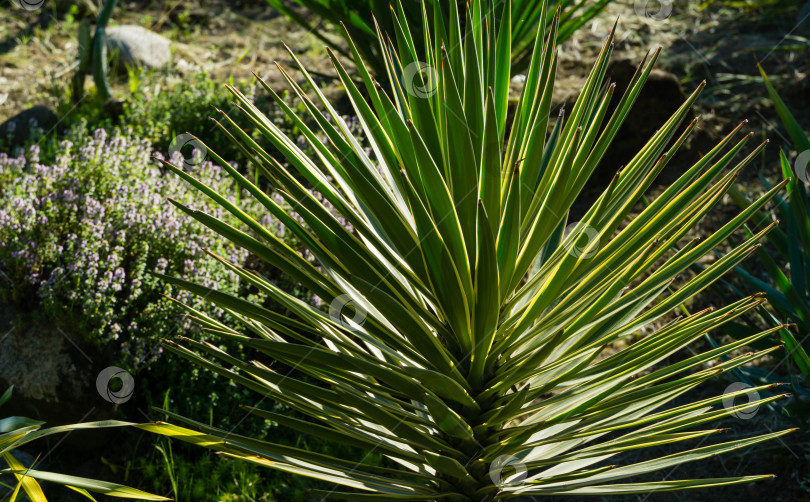 Скачать Зеленая листва алоэ юкки окаймленной (Yucca Aloifolia Marginata) или испанского штыкового кинжала. Декоративное растение с желтой каймой в весеннем дендрарии Парка южных культур в Сириусе (Адлер) Сочи. фотосток Ozero