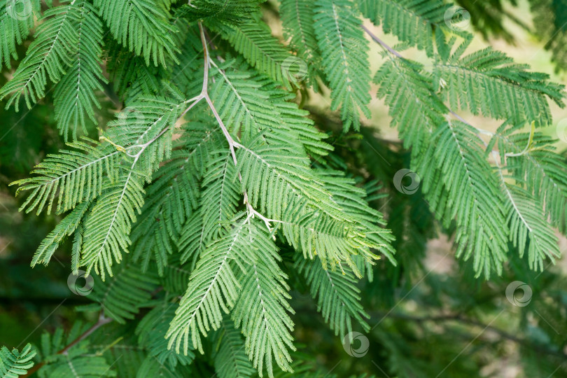 Скачать Зеленые листья мимозового дерева Acacia dealbata (серебристая или голубая плетенка) в дендрарии парка южных культур в Сириусе (Адлер). фотосток Ozero