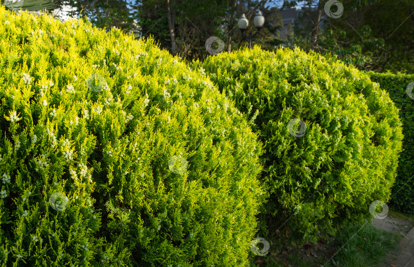 Скачать Сформировавшееся дерево туи (Platycladus orientalis) в весеннем городском парке Сочи. Platycladus orientalis, также известное как китайская туя или восточная туя-древовидная туя). Выборочный фокус. Концепция природы для оформления фона фотосток Ozero
