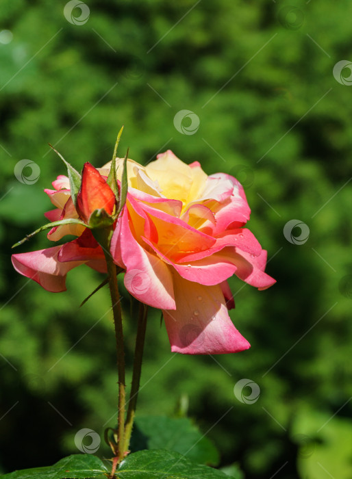 Скачать Яркая желто-оранжевая роза с красной каймой на зеленом размытом фоне. Клуб сортов роз при естественном освещении. Выборочный фокус. Лирический мотив для дизайна фотосток Ozero