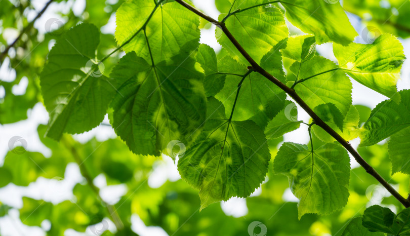 Скачать Ярко-зеленые пораженные листья липы Tilia caucasica с пятнами на фоне голубого неба. Болезнь или вредители на молодой зеленой листве липы. Избирательный фокус. фотосток Ozero