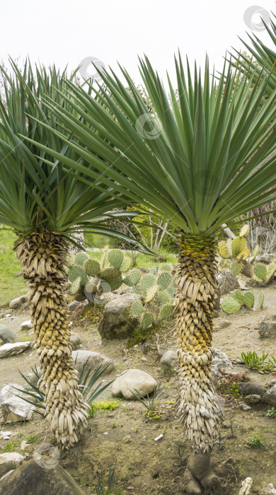 Скачать Два больших растения юкки (Yucca gloriosa) или испанского кинжала. Декоративное растение в весеннем дендрарии Парка южных культур в Сириусе (Адлер) Сочи. фотосток Ozero