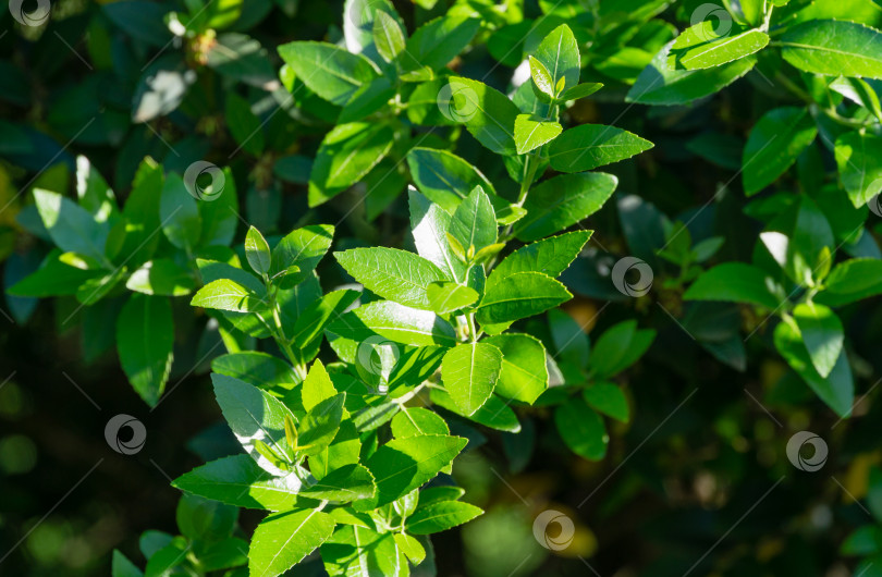 Скачать Красивое дерево Phillyrea Latifolia, широко известное как Жасминовая коробочка, Зеленая олива или имитация бирючины. Вечнозеленое дерево растет в дендрарии Парка южных культур в Сириусе (Адлер) Сочи. фотосток Ozero