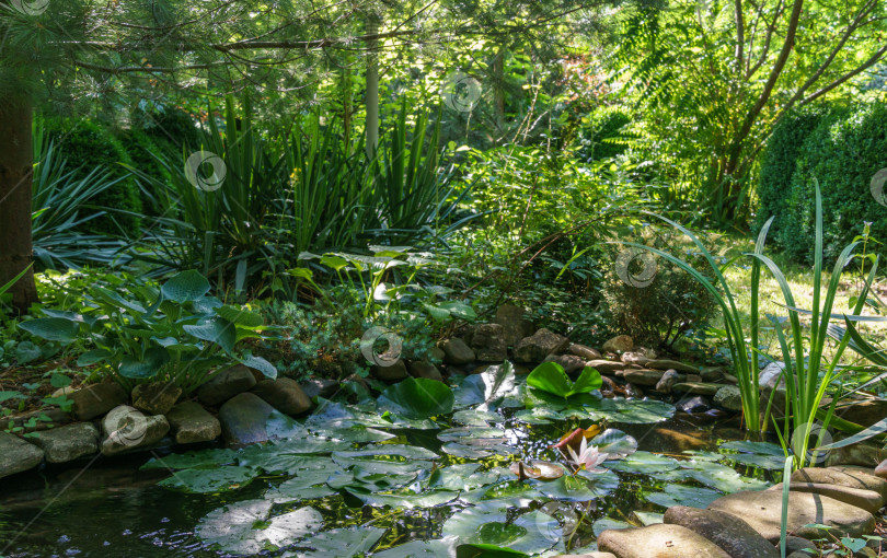 Скачать Красивый небольшой садовый пруд с каменными берегами и множеством декоративных вечнозеленых растений в саду. Выборочный подход. Природная концепция дизайна фотосток Ozero