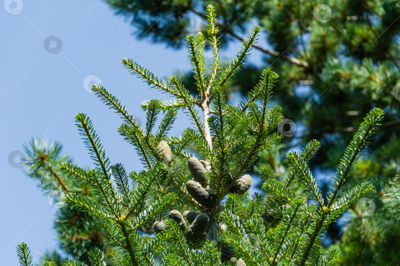 Скачать Ель Abies koreana с молодыми голубыми шишками на ветках. Зеленые и серебристые еловые иголки на корейской пихте. Выборочный снимок природы крупным планом в весеннем саду. Концепция естественного дизайна фотосток Ozero