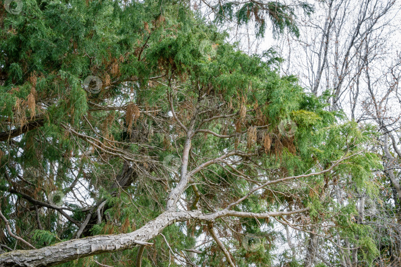 Скачать Большие старые ветви кипариса Лоусона (Chamaecyparis Lawsoniana Filifera), известного как Порт-Орфордский кедр, белый или орегонский кедр, в весенний день в дендрарии Парка южных культур в Сириусе (Адлер). фотосток Ozero