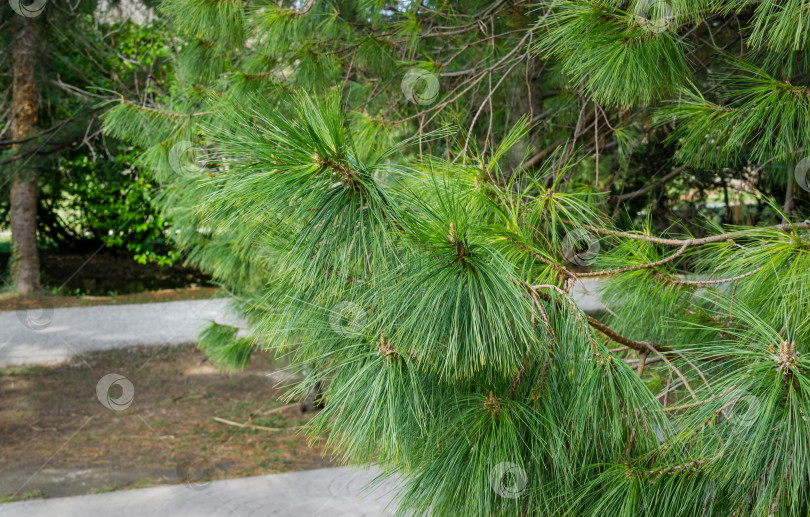 Скачать Красивая сосна Pinus leiophylla schiede с тонкими шелковистыми длинными иглами. Крупный план ветви вечнозеленого дерева в солнечный весенний день в дендрарии Парка южных культур в Сириусе (Адлер). фотосток Ozero