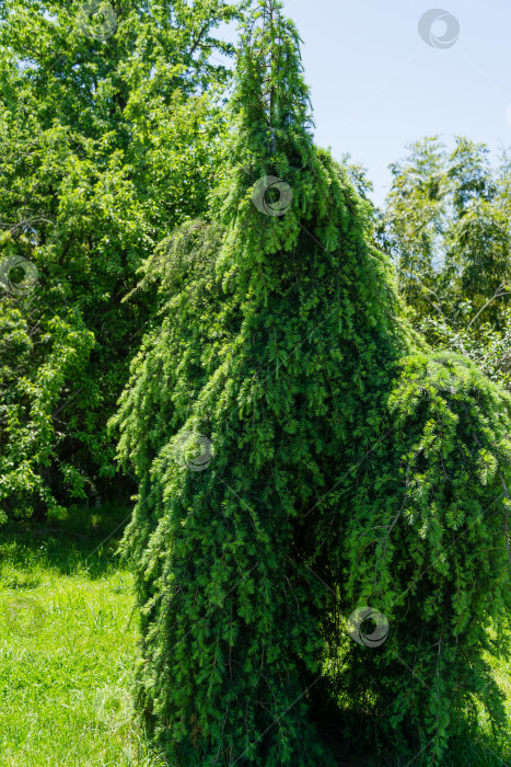 Скачать Плакучий гималайский кедр (Cedrus Deodara Pendula) растет в весеннем дендрарии Парка южных культур в Сириусе (Адлер) Сочи. Красивая зеленая хвоя как естественный фон для любого дизайна. фотосток Ozero