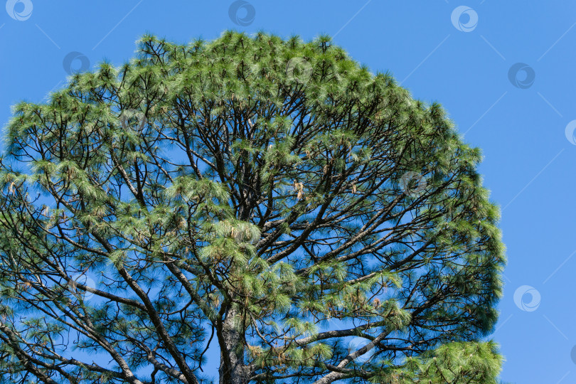 Скачать Высокая и красивая косая сосна (Pinus Elliottii) в дендрарии Парка южных культур в Сириусе (Адлер) Сочи. фотосток Ozero