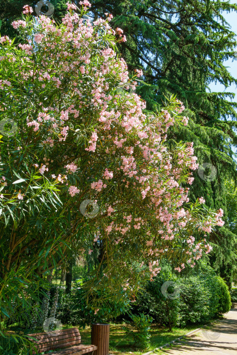 Скачать Красивый розовый цветок олеандра (Nerium oleander). Цветение дерева Nerium oleander flowers. Розовые цветы на кустарнике в центре города-курорта Сочи. Токсичен во всех своих проявлениях. фотосток Ozero