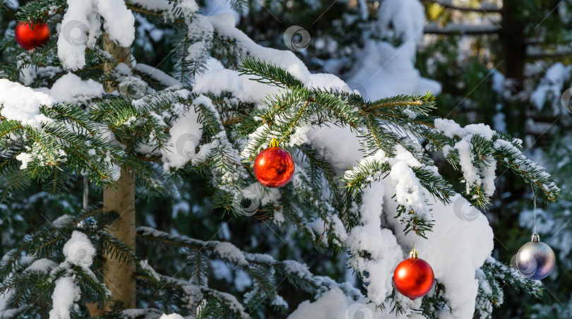 Скачать Рождественская игрушка красные елочные шары на ветке хвойного дерева пихта Abies nordmanniana. Настоящая снежная зима в саду. Концепция природы для волшебной темы Нового года и Рождества. Выборочный фокус фотосток Ozero