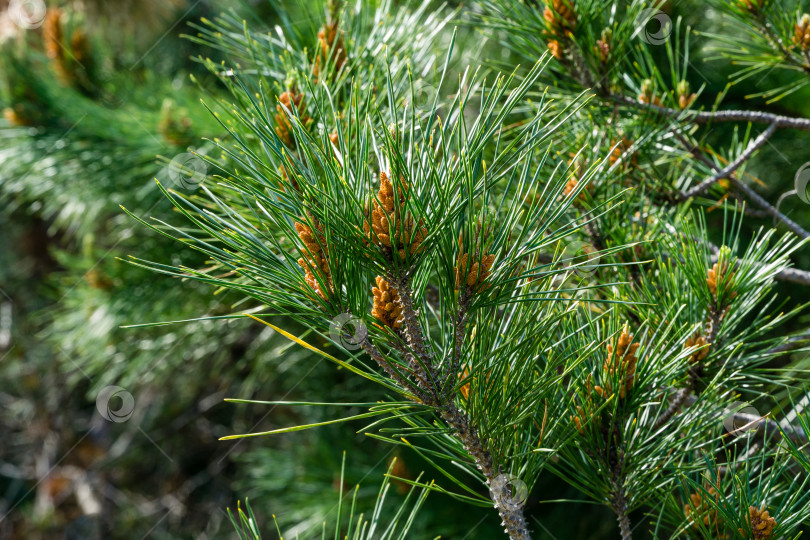 Скачать Pinus radiata, сосна Монтерея или сосна инсигнис в цвету. Крупный план шишки для опыления почек на ветвях сосны. Солнечный день в весеннем дендрарии Парка южных культур в Сириусе (Адлер) Сочи. фотосток Ozero
